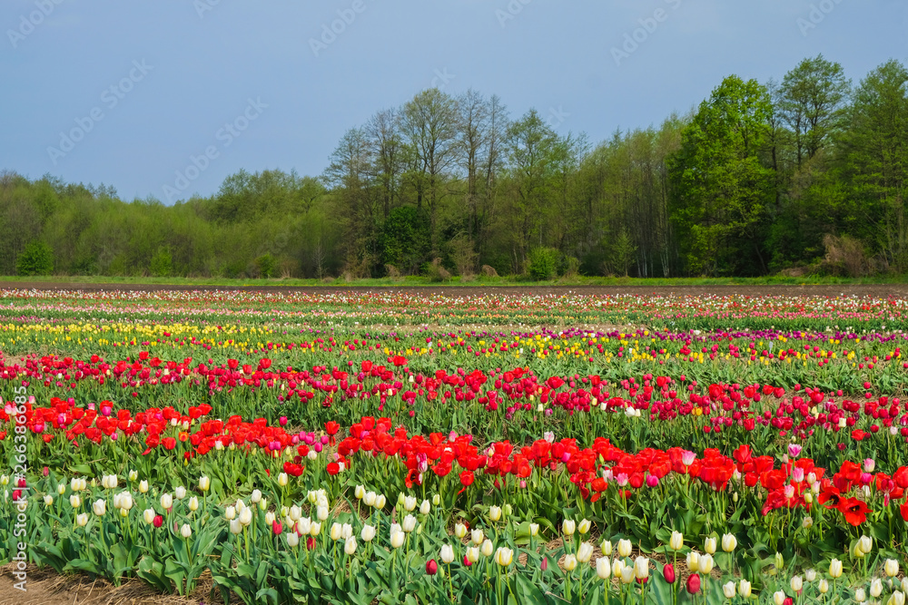 Tulip field in spring in Ukraine against the background of the forest. Copy space.
