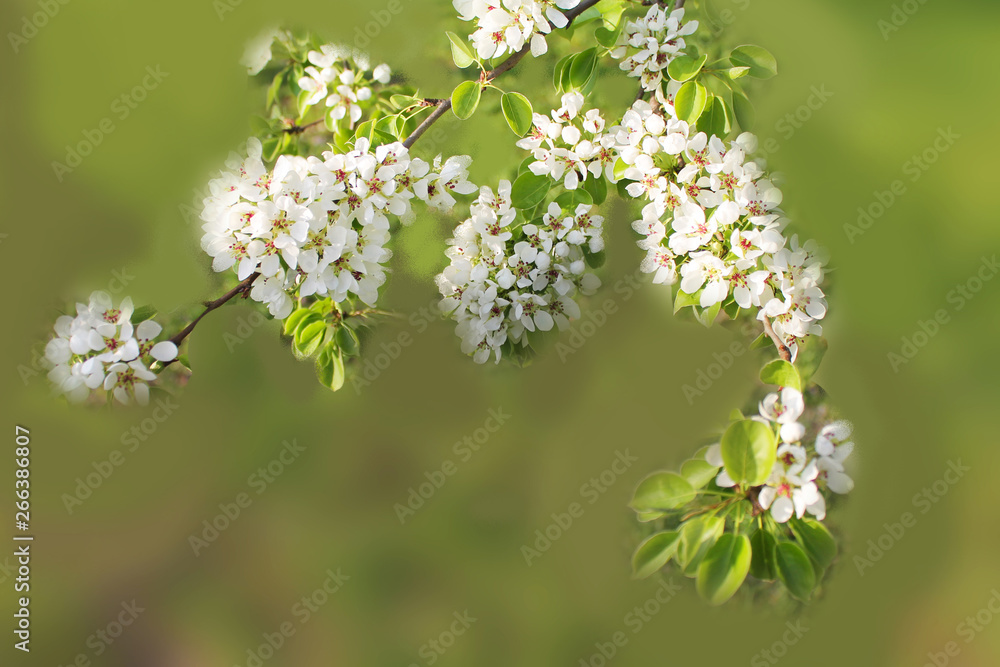Flowering. Beautiful white branch with flowers of pear and plum and apple in the morning spring garden Flowering. Beautiful white branch with flowers of pear and plum and apple in the morning spring garden