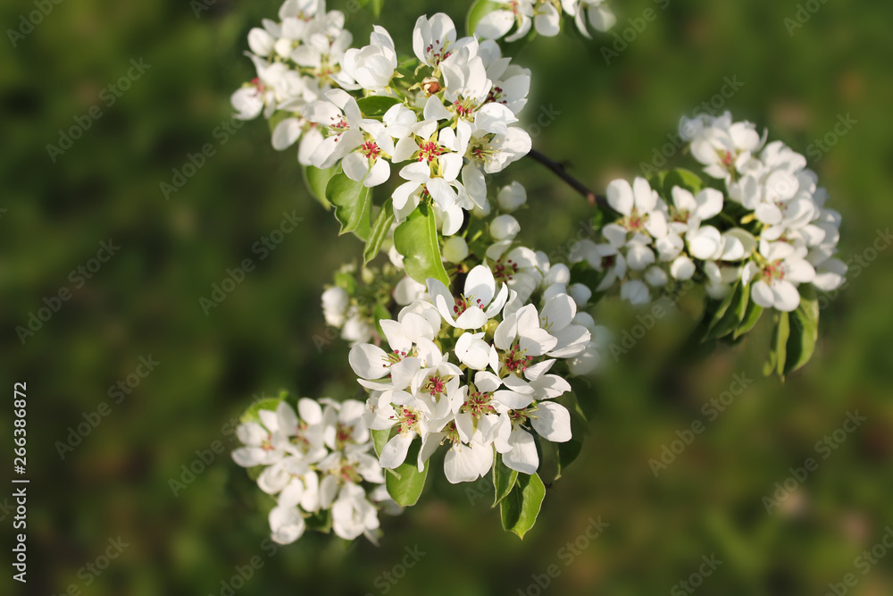 Flowering. Beautiful white inflorescence of apple trees in the morning spring garden Flowering. Beautiful white inflorescence of apple trees in the morning spring garden