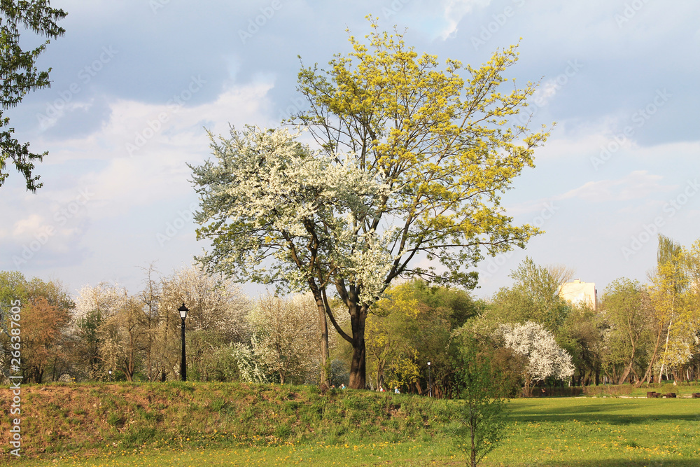 blooming apple tree is heated in the spring sun blooming apple tree is heated in the spring sun