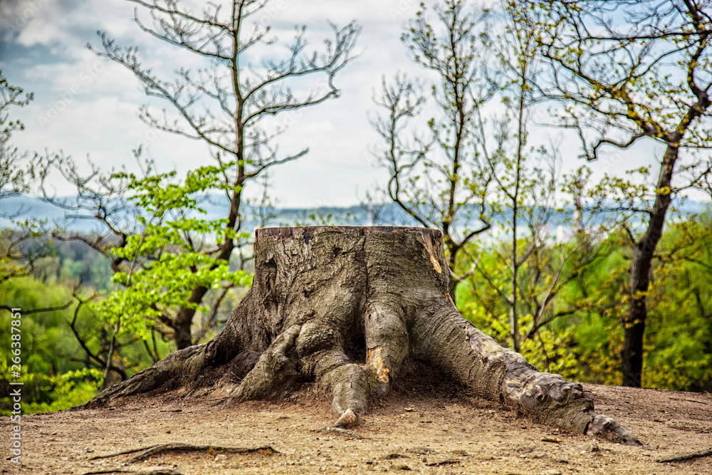 Fototapeta premium Las na wzgórzu