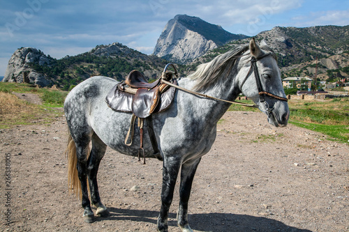 beautiful horse on a background of mountains © evgenii