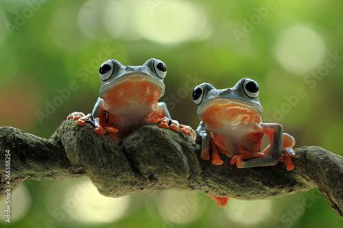 Fotografia, Obraz Beautiful flying frog on branch,  Javan tree frog