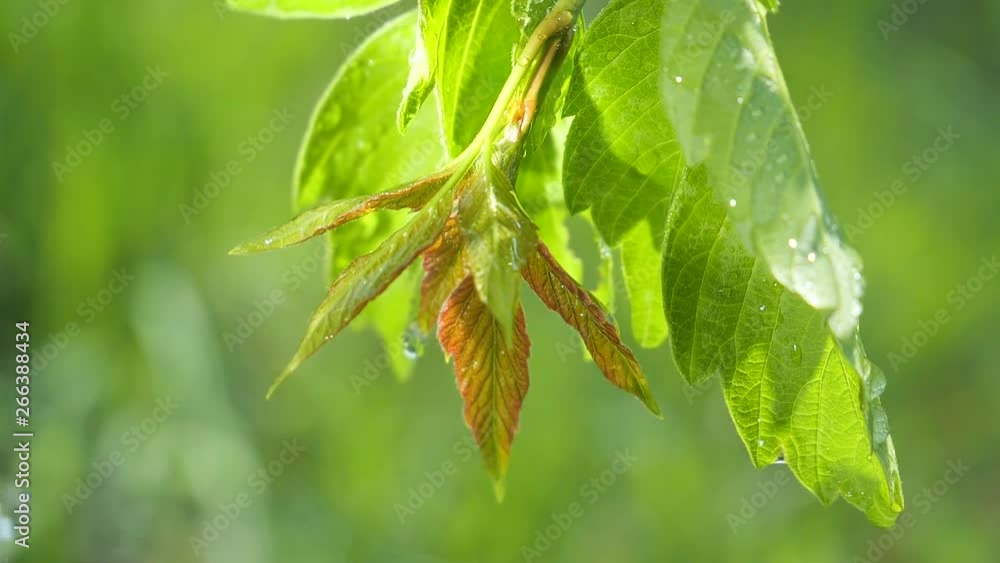 Green leaf with raindrops in the summer in nature develops in the wind Green leaf with raindrops in the summer in nature develops in the wind