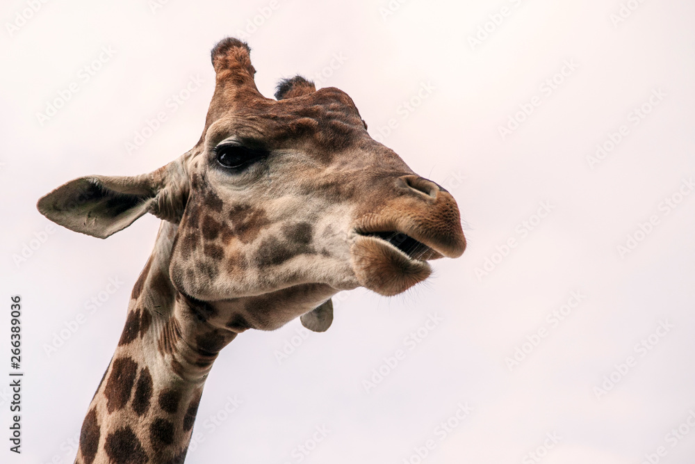 Head of a giraffe against the sky, closeup