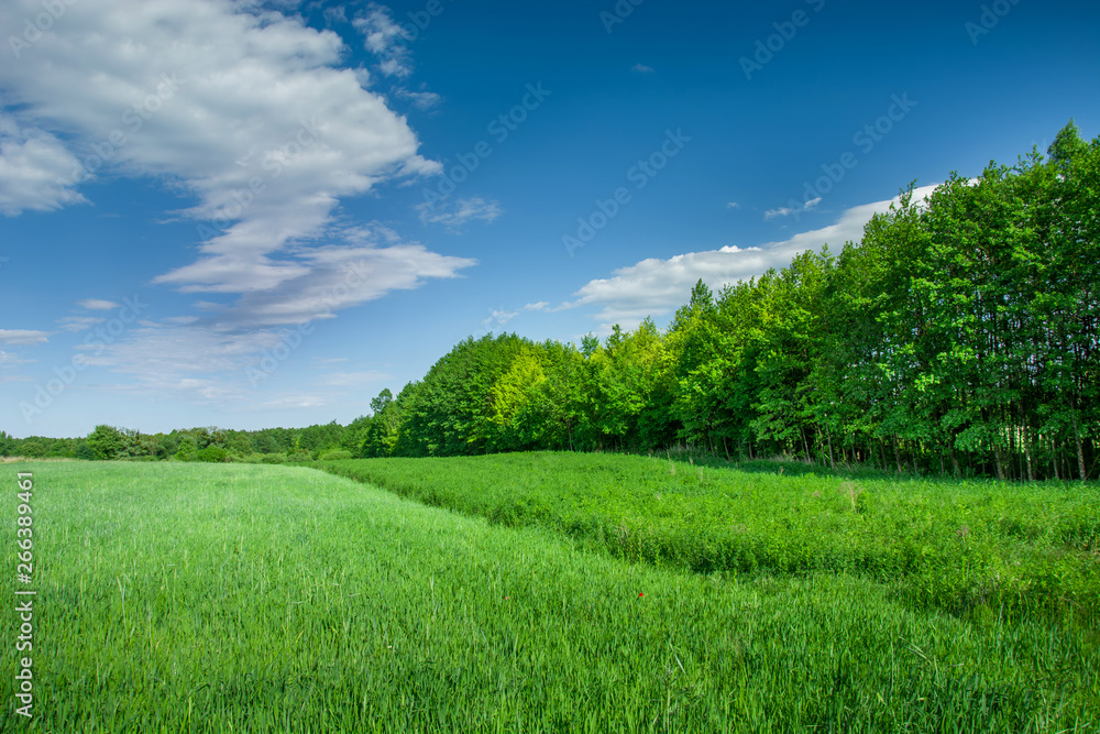 Green cereal on fields, trees and clouds in the blue sky Green cereal on fields, trees and clouds in the blue sky