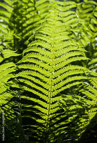 The texture of a fern leaf on a blurred natural background. Selective focus.