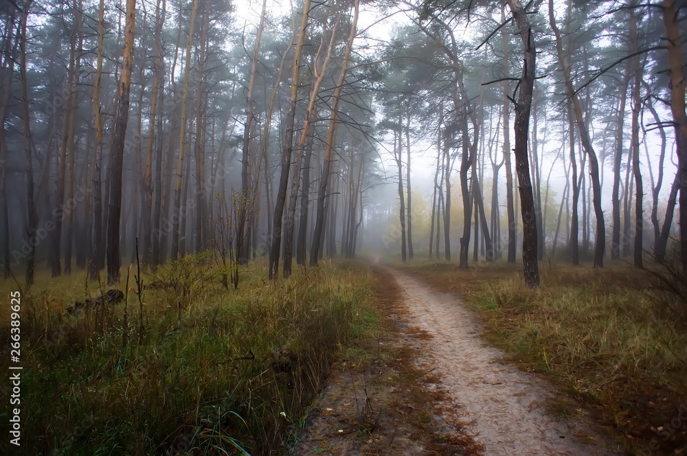Fototapeta premium Autumn forest road. Coniferous forest in the fall.