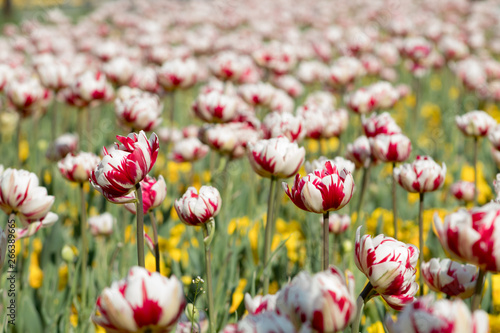 Fototapeta Naklejka Na Ścianę i Meble -  Colorful tulips in Sofia 