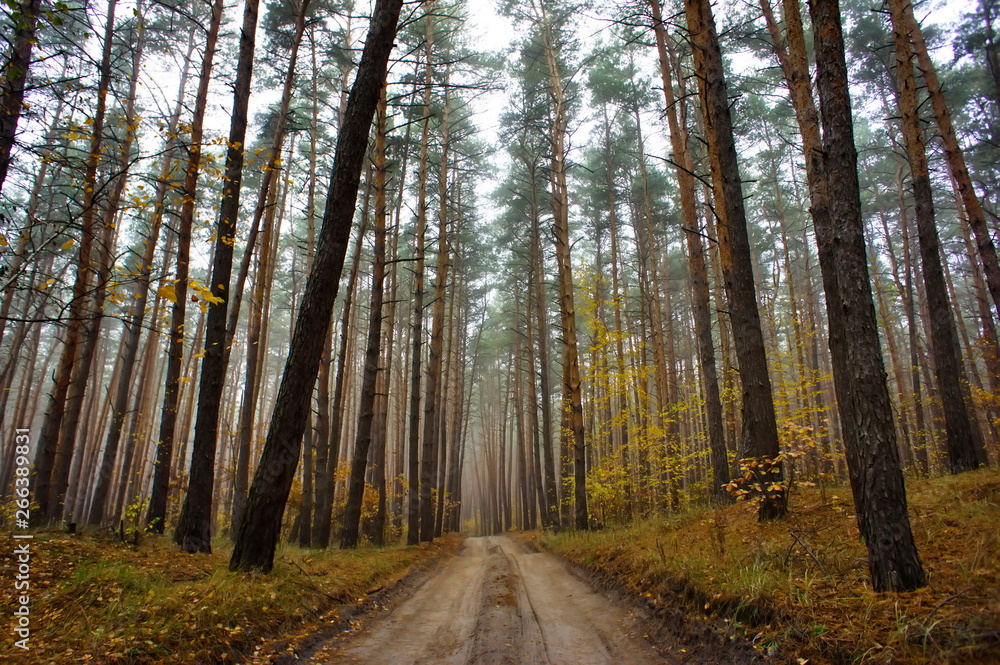 Autumn forest road. Coniferous forest in the fall. Autumn forest road. Coniferous forest in the fall.