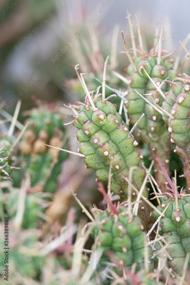 Abstract Close Up of a Cactus Succulent Plant Abstract Close Up of a Cactus Succulent Plant
