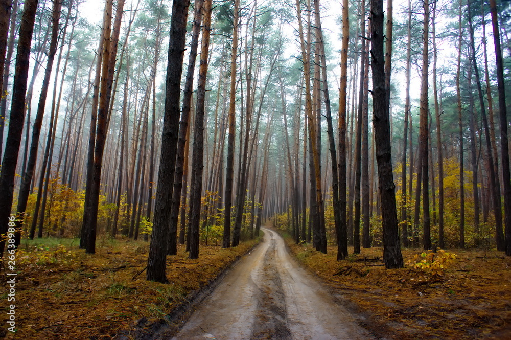 Autumn forest road. Coniferous forest in the fall. Autumn forest road. Coniferous forest in the fall.