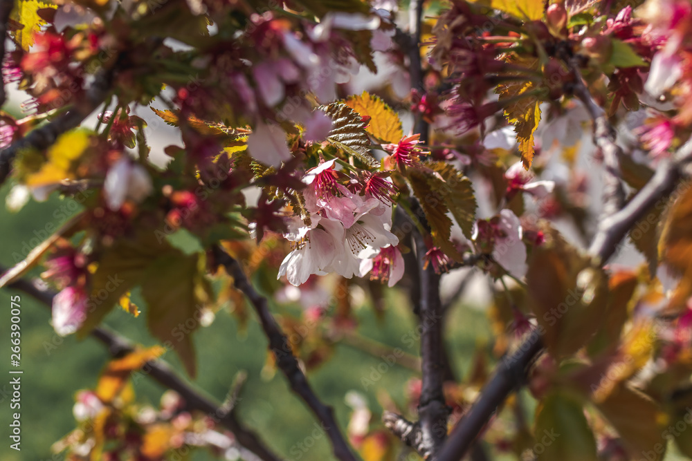 Sakura blossom. Sakura background. Spring sakura. Sakura blossom. Sakura background. Spring sakura.