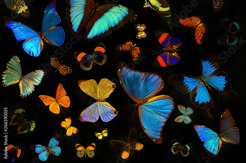 beautiful Butterflies collection. collection of different tropical butterflies on black background. entomology collection.  Morpho is genus of butterflies, inhabitants of Central and South America. photo