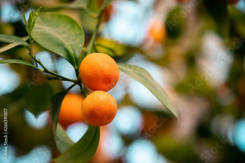 Small oranges