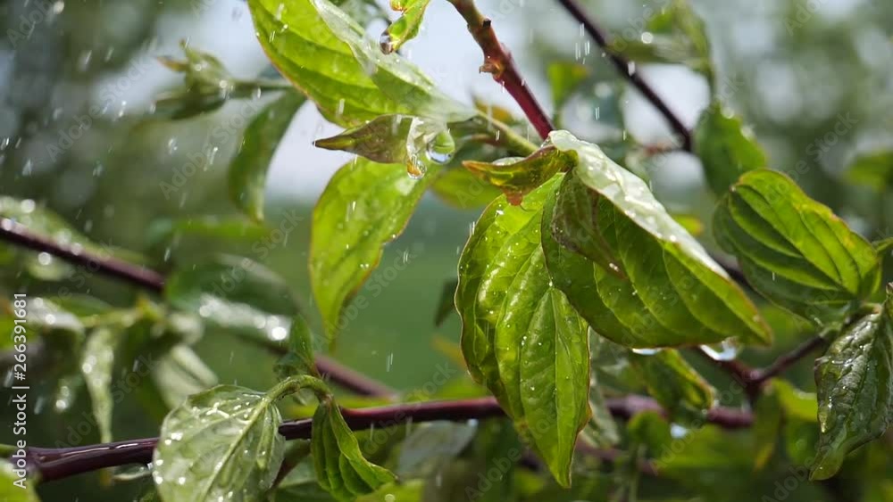 Green leaf with raindrops in the summer in nature develops in the wind Green leaf with raindrops in the summer in nature develops in the wind