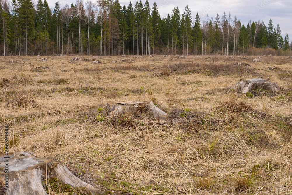 Fototapeta premium old stumps on the territory of deforestation