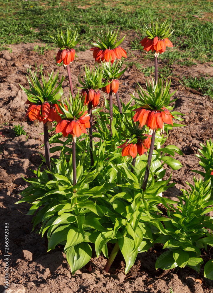 The flowers of the Imperial fritillary in a garden on a sunny spring day The flowers of the Imperial fritillary in a garden on a sunny spring day