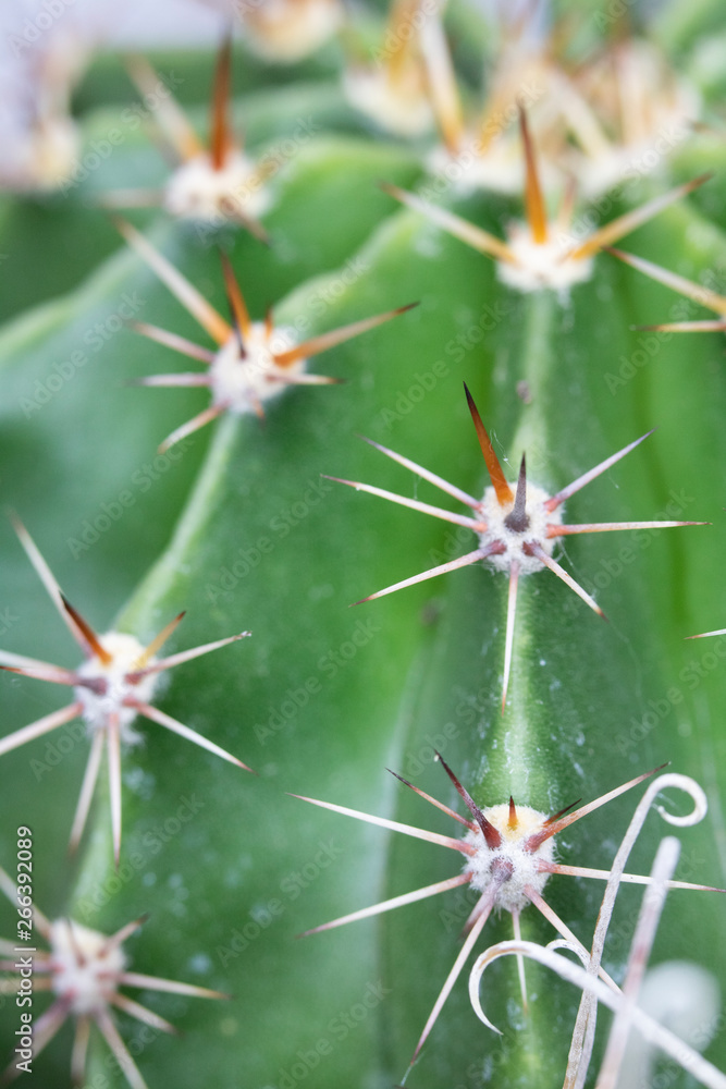 Abstract Close Up of a Cactus Succulent Plant Abstract Close Up of a Cactus Succulent Plant