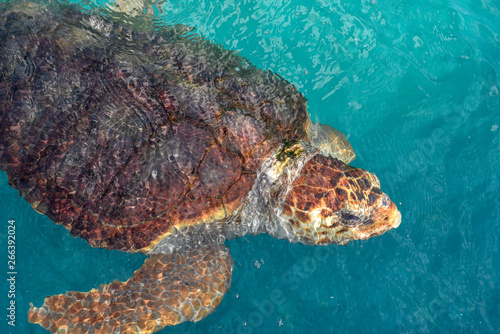 Fototapeta Naklejka Na Ścianę i Meble -  Turtle swimming in Project Tamar tank at Praia do Forte, Brazil