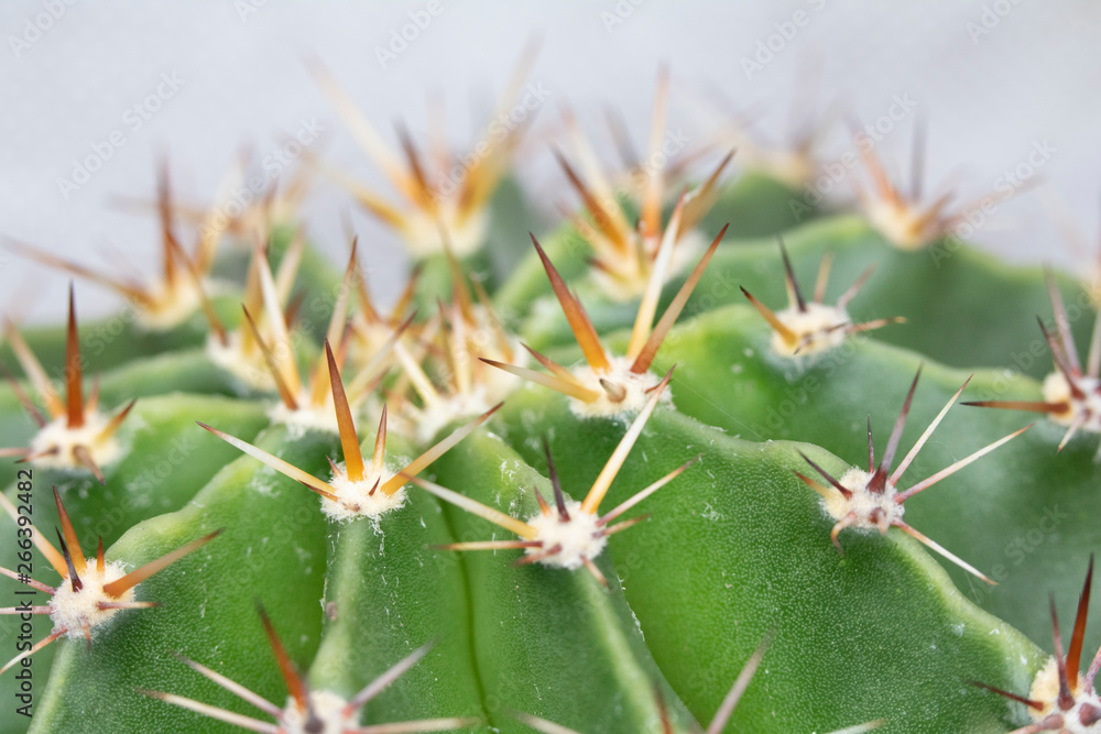 Abstract Close Up of a Cactus Succulent Plant Abstract Close Up of a Cactus Succulent Plant