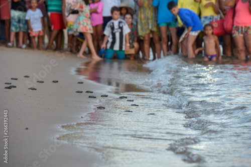Fototapeta People observing baby turtles on Tamar project at Praia do Forte in Brazil