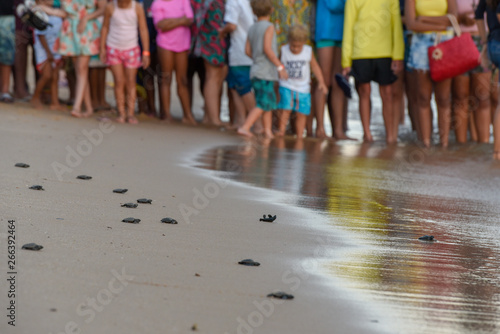 People observing baby turtles on Tamar project at Praia do Forte in Brazil