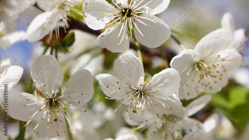 Beautiful cherry tree blooming flowers closeup