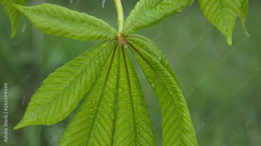 Green leaf with raindrops in the summer in nature develops in the wind Green leaf with raindrops in the summer in nature develops in the wind