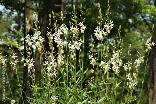 White flower of Gaura lindheimeri or Whirling Butterflies on the garden and pine trees background, Spring in Georgia USA. photo