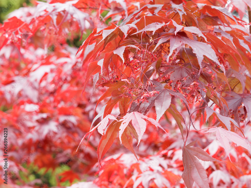 Erable palmé pourpre ou érable pourpre du Japon (Acer palmatum Atropurpureum) Erable palmé pourpre ou érable pourpre du Japon (Acer palmatum Atropurpureum)