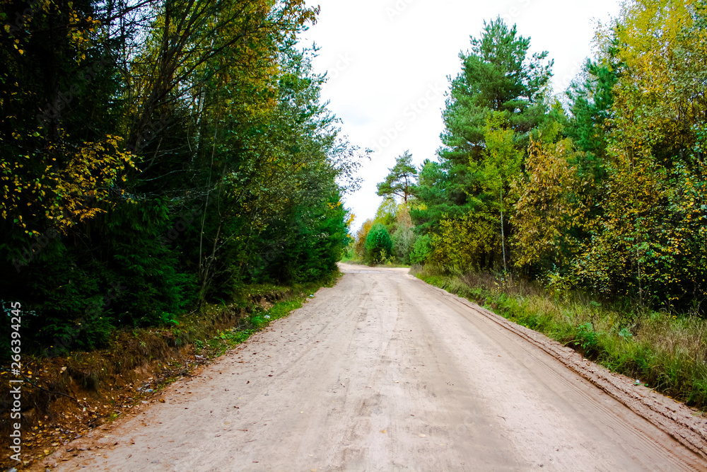 dirt road going into the forest