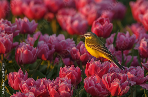 Yellw wagtail Sits on Dutch tulips 