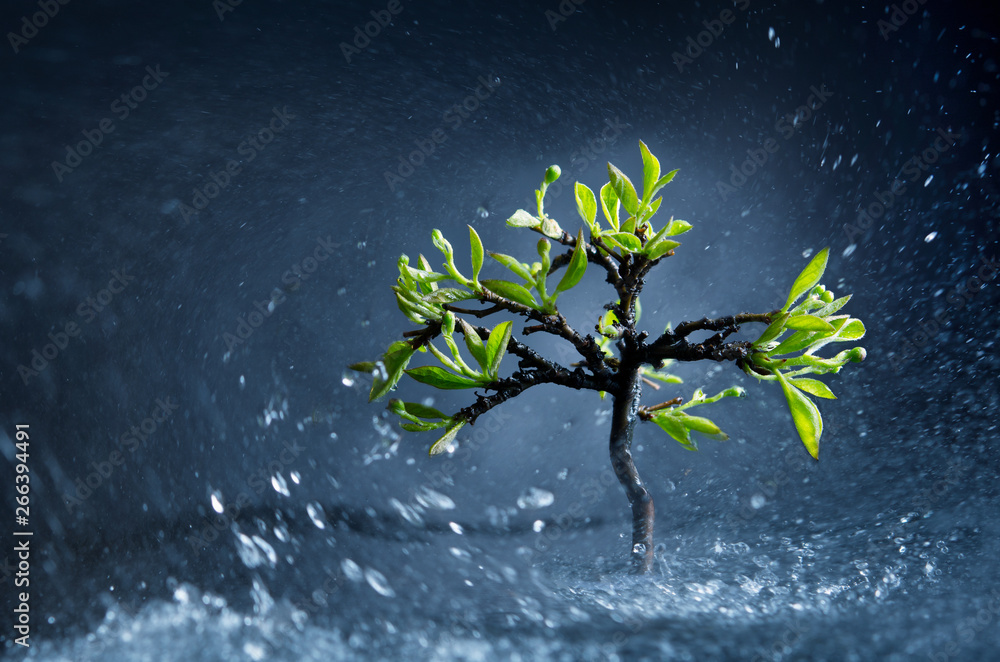 lonely tree with green leaves in time of storm. lonely tree with green leaves in time of storm.