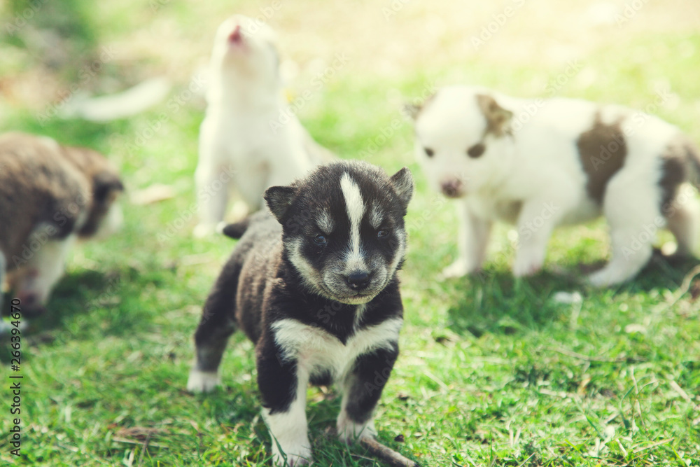 dogs in nature