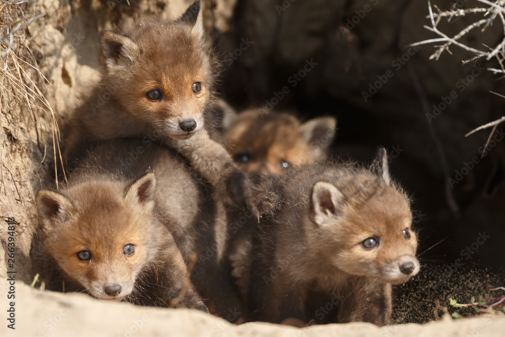 Red fox cubs in nature in springtime Red fox cubs in nature in springtime