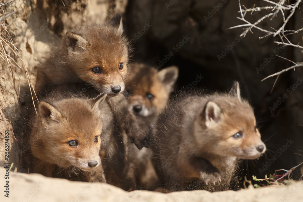Red fox cubs in nature in springtime Red fox cubs in nature in springtime