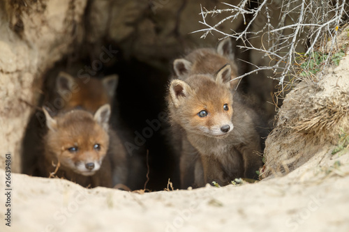 Red fox cubs in nature in springtime