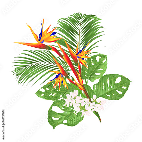 Beautiful Strelitzia reginae tropical flower and  monstera and palm on white background vintage vector illustration editable hand draw