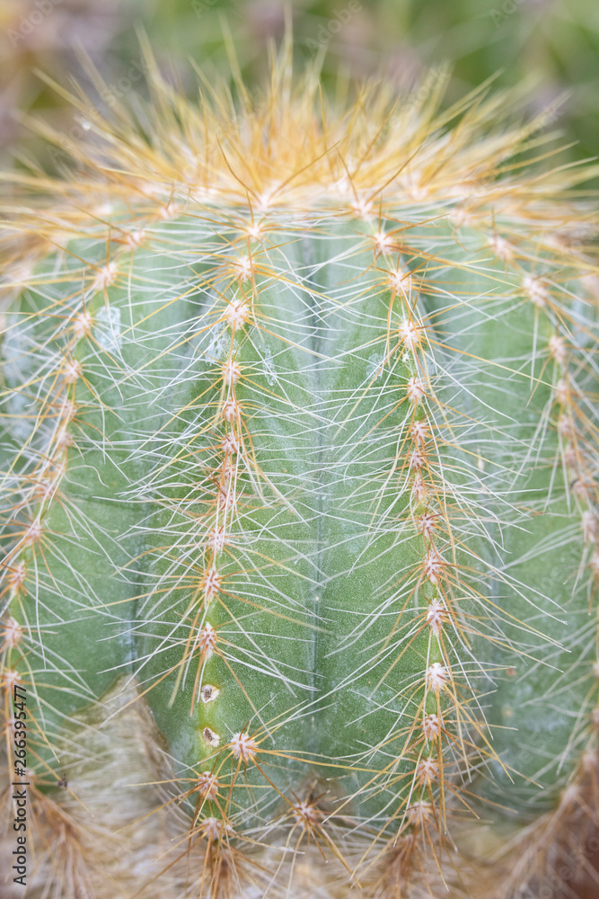 Abstract Close Up of a Cactus Succulent Plant Abstract Close Up of a Cactus Succulent Plant