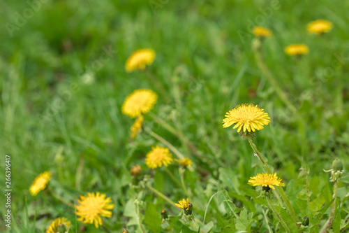 Green glade with yellow dandelions