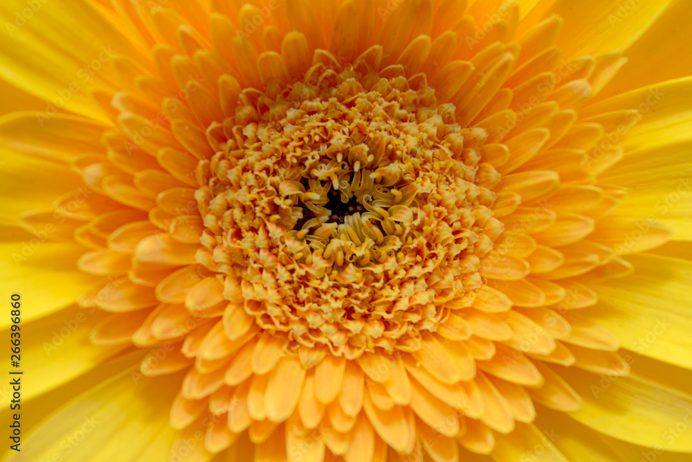 Pistils, stamens, petals of a beautiful, spring, blooming gerbera close-up, macro. Pistils, stamens, petals of a beautiful, spring, blooming gerbera close-up, macro.