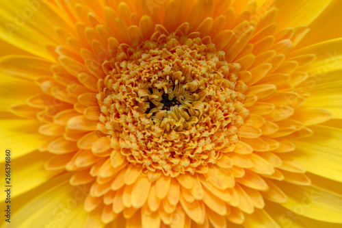 Pistils  stamens  petals of a beautiful  spring  blooming gerbera close-up  macro.