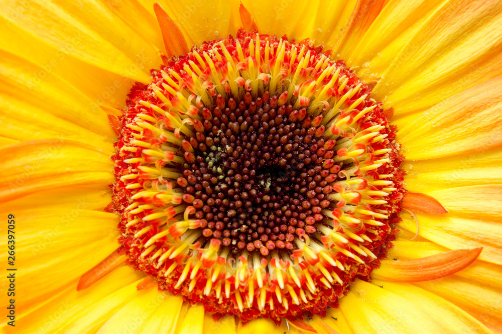 Pistils, stamens, petals of a beautiful, spring, blooming gerbera close-up, macro.