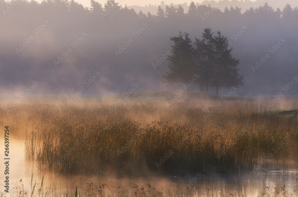 trees on the island in the morning in the Roztocze National Park