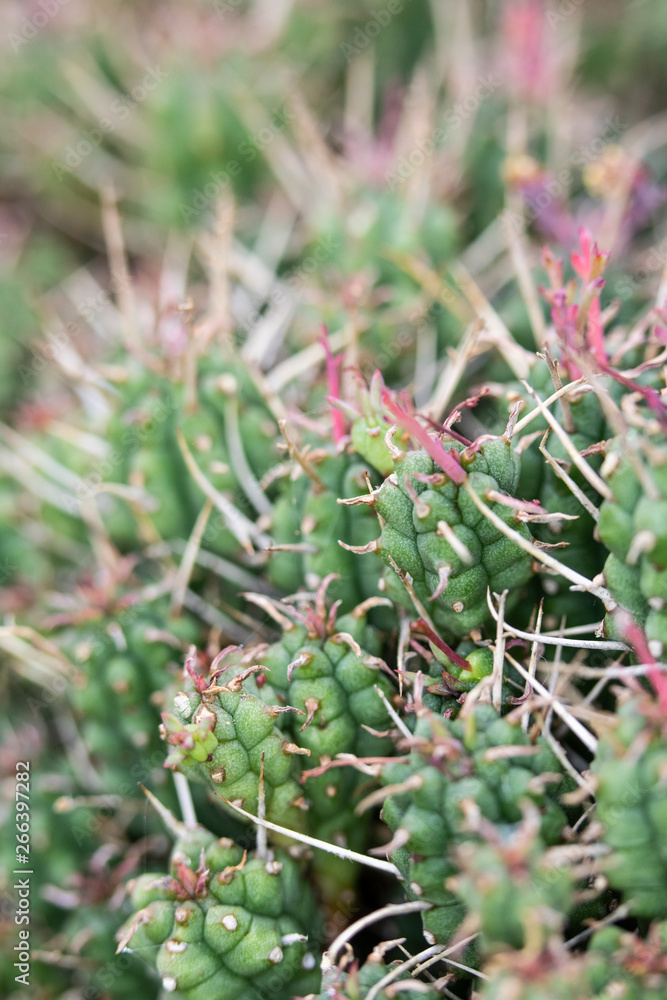 Abstract Close Up of a Cactus Succulent Plant Abstract Close Up of a Cactus Succulent Plant