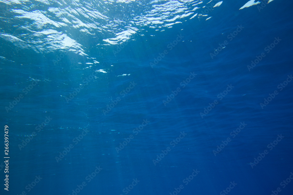 underwater scene with copy space underwater scene with copy space