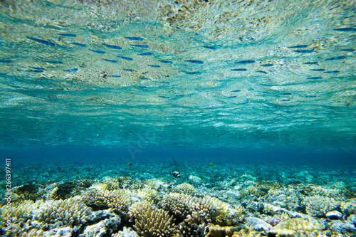underwater scene with copy ...
