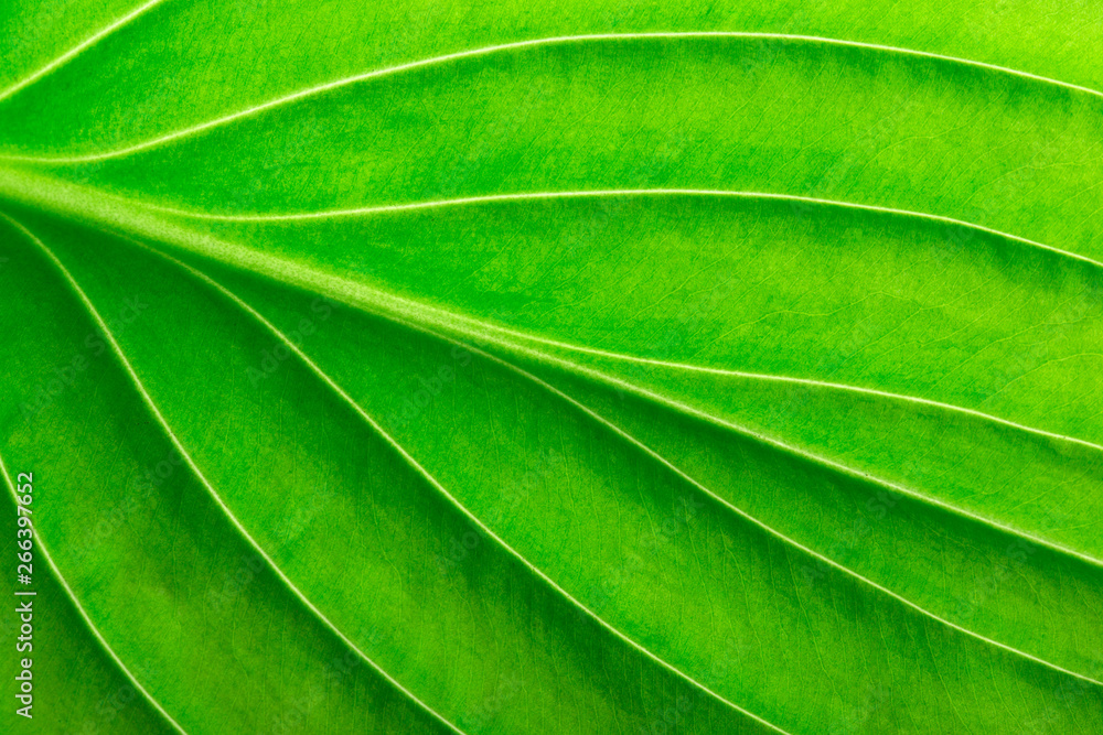 Texture of a green leaf as background Texture of a green leaf as background