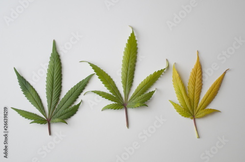 Three marijuana or cannabis fan leaves lined in a row against a white background. The leaves show the transition of growth through the life cycle of the weed plant as the leaves change.